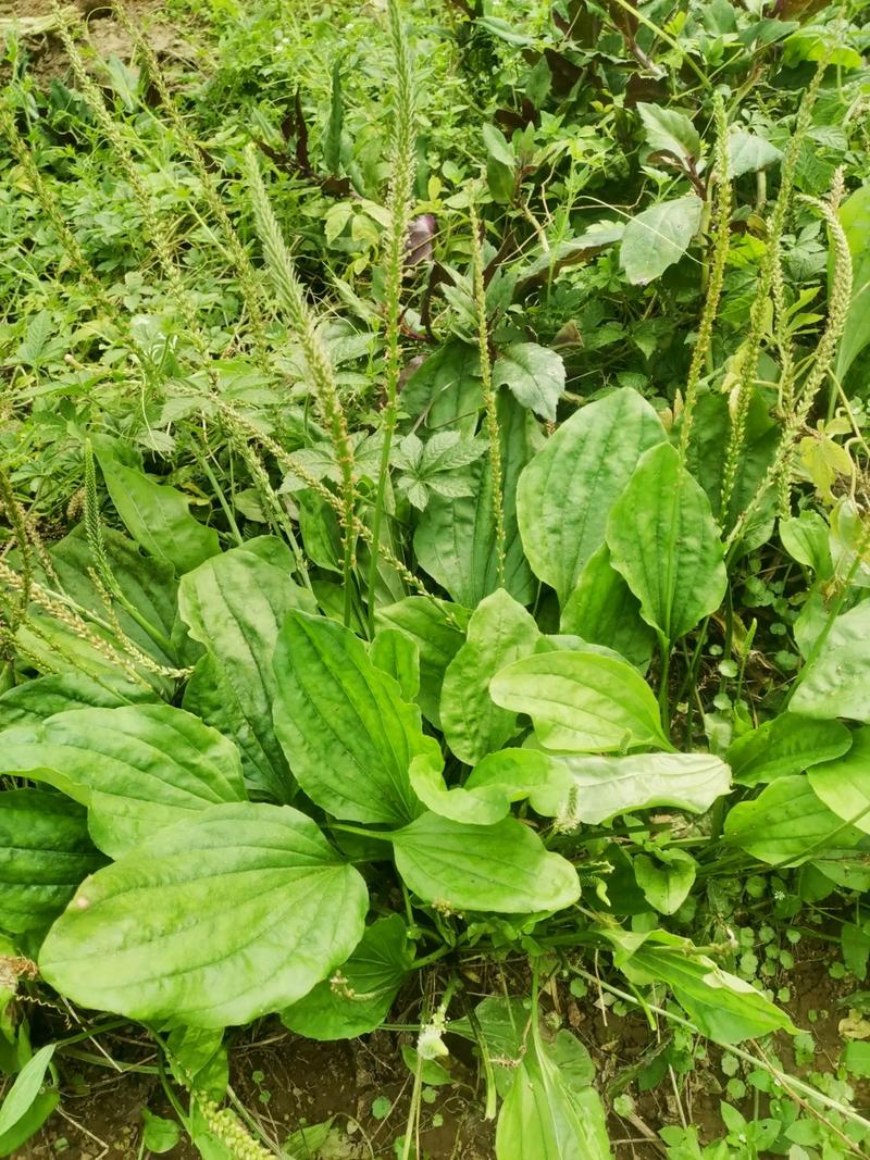 【车前子图片大全大图,车前子车前子的作用】